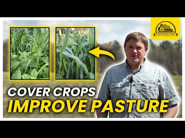 How to Improve Pasture Land: Cover Crops and Regenerative Farming