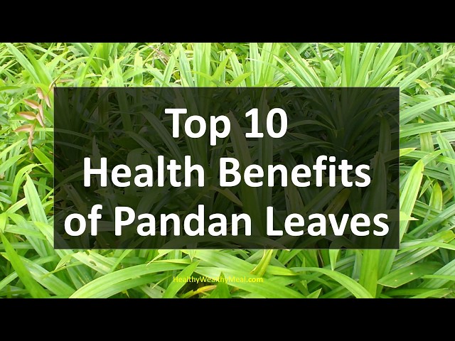 Top 10 Health Benefits of Pandan Leaves - Healthy Wealthy Tips