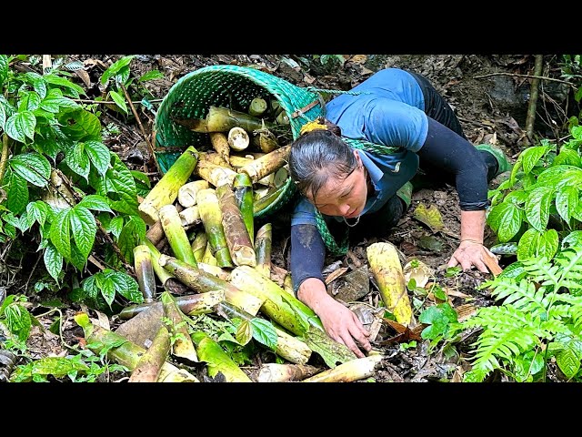 Harvesting bamboo shoots, heavy rain - Hard work, slipping and falling