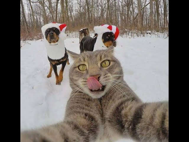 Watch and TRY NOT TO LAUGH Funny Cat Videos of 18 2024