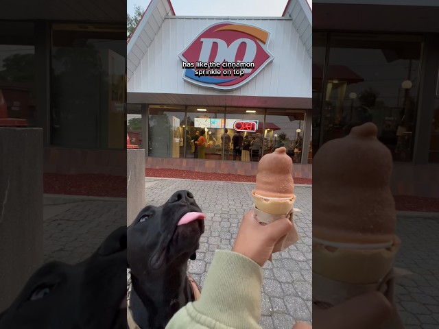 Trying the NEW Churro Dipped Cone at DQ! #foodie #dog #icecream
