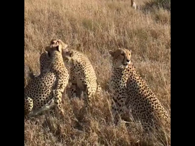 A Leap Of Leopards In The Wild