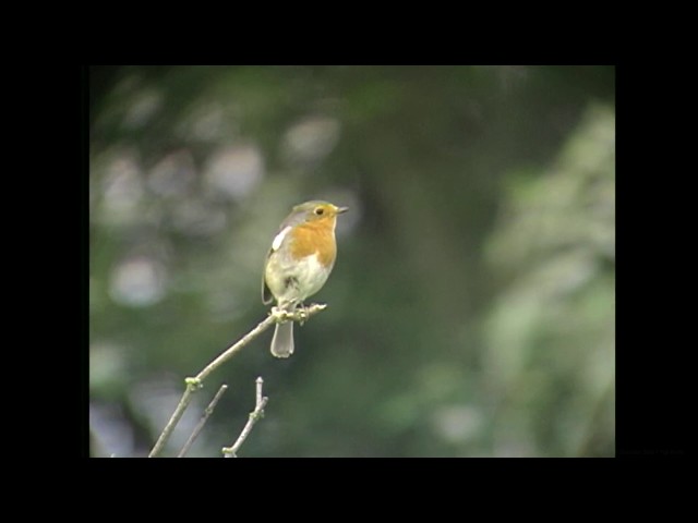 ヨーロッパコマドリ（1）さえずりと地鳴き（イギリスとフィンランド） - European Robin - Wild Bird - 野鳥 動画図鑑