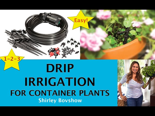 ✅ DRIP IRRIGATION! 🚰 Install a Drip Irrigation System to Container Plants! Shirley Bovshow