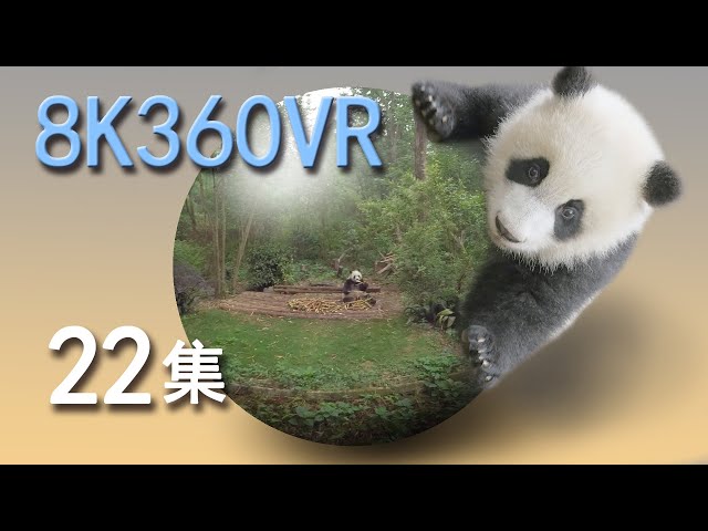 VR panda space15min episode 22 VR熊猫空間22集