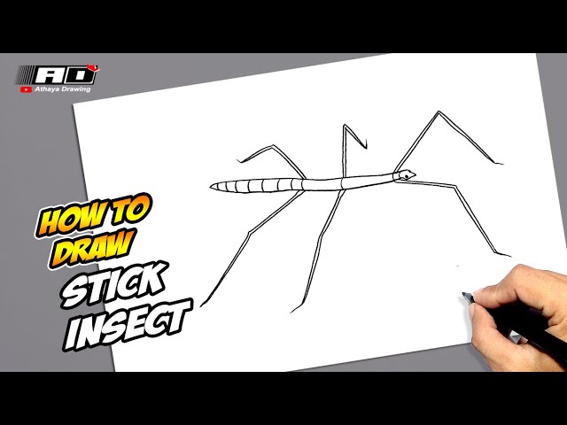 How to draw Stick Insect