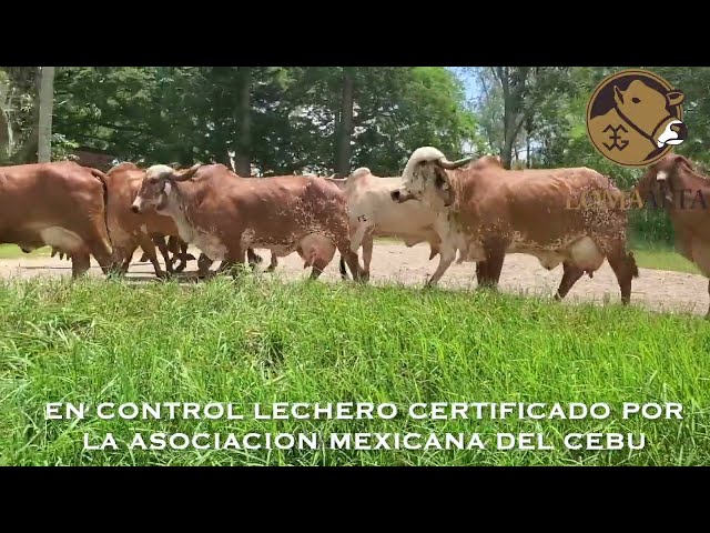 Gyr Lechero Plus/ Rancho Loma Alta, Norte de Veracruz, Mexico.