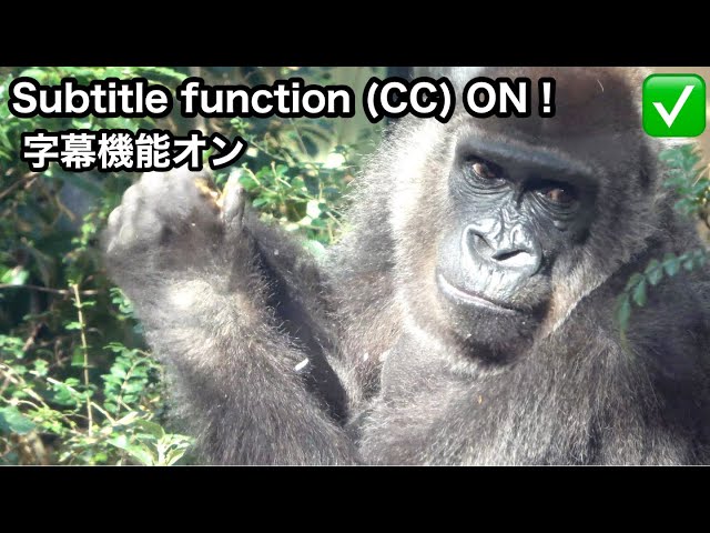 Rapport: Seneste sundhedsstatus for Momotaro Gorilla Family fra zooKeepers ★Subtitle function
