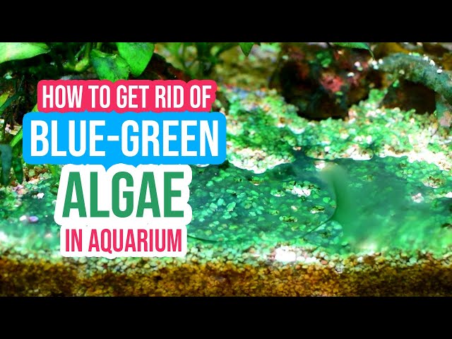 How to Get Rid of Blue-Green Algae / Green Slime Algae / Cyanobacteria in Freshwater Aquariums