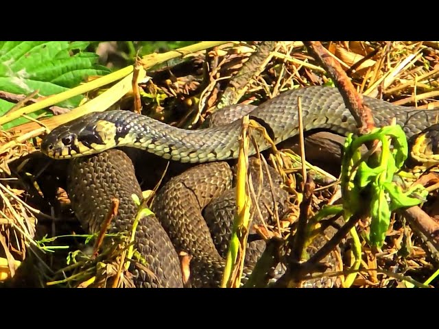 Two snakes in a pile of brushwood / Beautiful grass snakes in the wild.