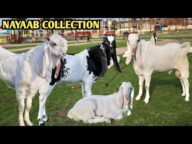 Nayaab Bakro Ka Collection Hansa Kota At AJ Goat Farm