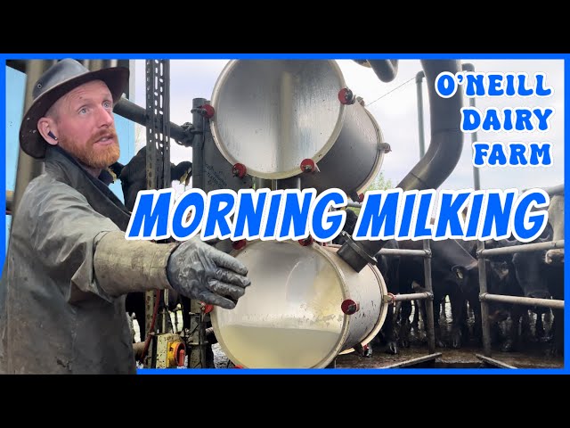 Milking & Breeding: A Farmer's Morning Routine.