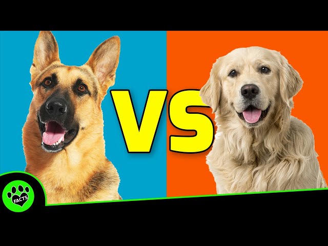 German Shepherd vs Golden Retriever: Which is Better? Dog vs Dog