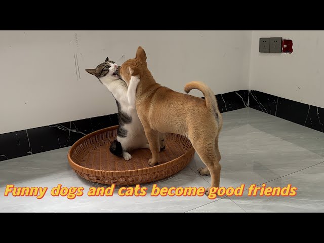 Funny dog ​​wants to sleep with cat. Cat occupies dog's bed. Funny and cute animal videos.Funny cat