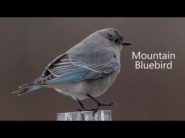 Filming the Feathers: Mountain Bluebird