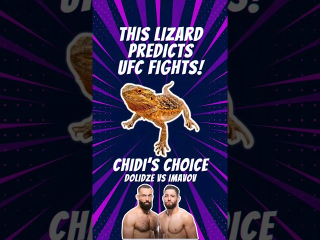 #UFCVegas85 Roman Dolidze 🇬🇪 vs Nassourdine Imavov 🇫🇷 Prediction Made By A Bearded Dragon Lizard🦎👊🔮💰