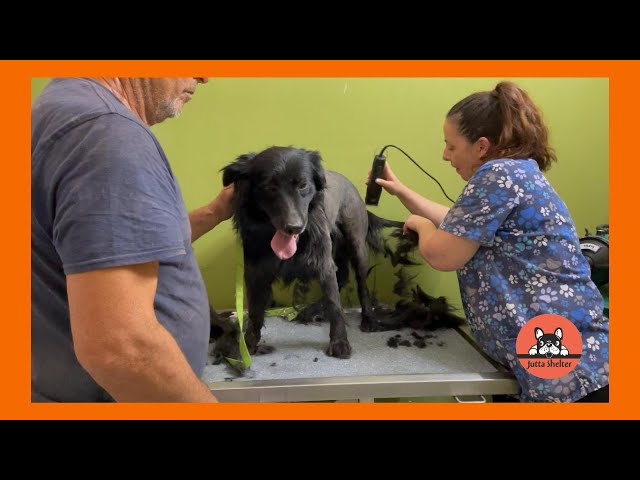 Rescued Dog Rika Also Gets a Spa Day