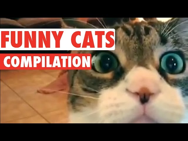 Funny Cats Video Compilation 2016
