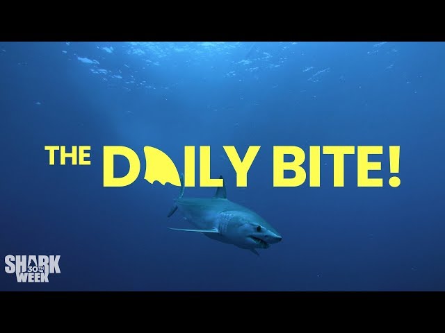 The Mako Speed Test | Shark Week's The Daily Bite