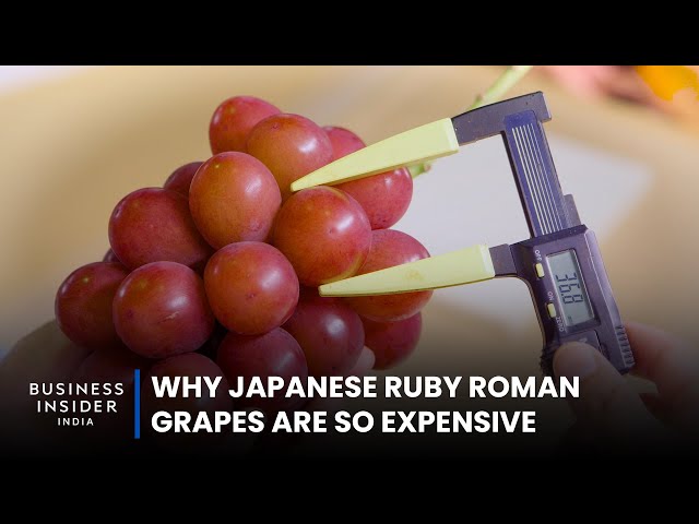 Why Japanese Ruby Roman Grapes Are So Expensive