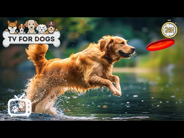 TV for Dogs: Best Entertainment Video for Dogs Relax & Relieve Anxiety When Alone - Music for Dogs