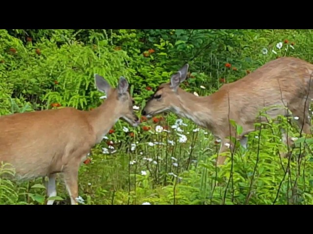 kissing deer