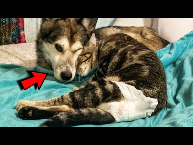 Dog Fell In Love With a Paralyzed Kitten And Raised It As Her Own Puppy