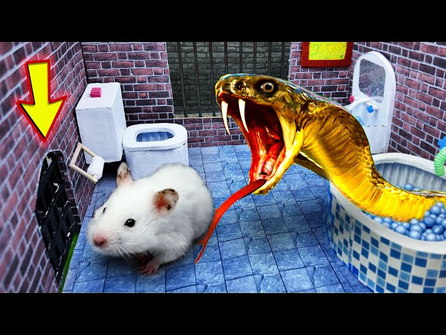 🐹🐍Snake Hamster Maze with Traps 🐹Hamster escapes the awesome maze 🐹 for Pets in real life