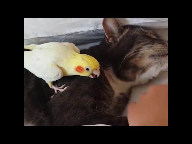 Gatos y pájaros - Pensé que no se les permitía ser amigos 😍