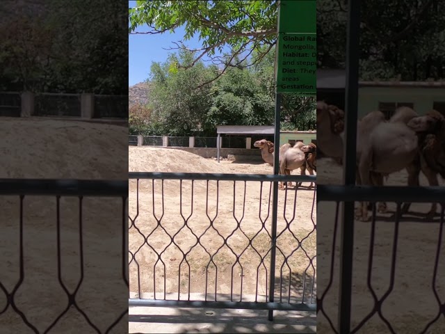 افغانستان: شترهای باغ وحش کابل / Afghanistan: Kabul Zoo's Camels