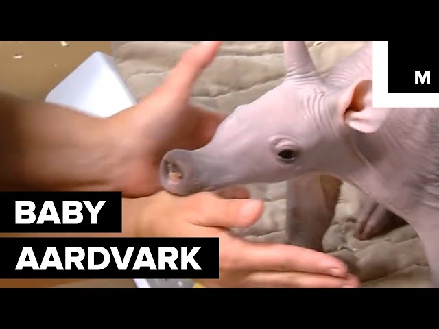 Cute Baby Aardvark Fussy About Being Weighed