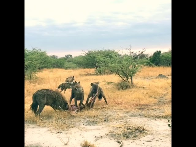 3 hyena's fight 13 wild dogs over kill