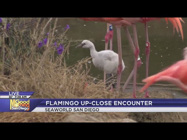 Close-up look at SeaWorld San Diego's flamingo chicks