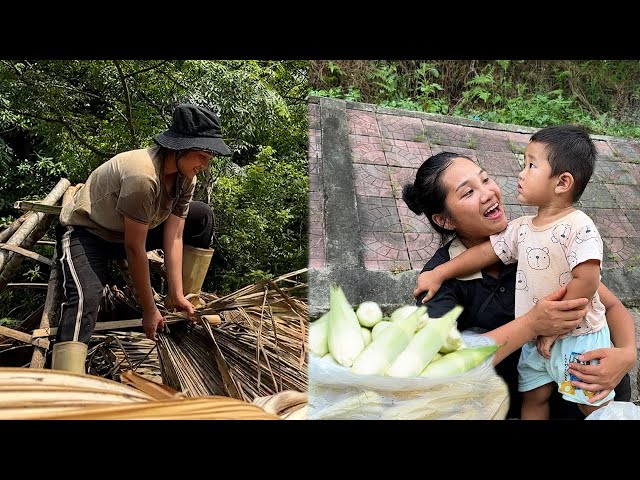 19-year-old single mother Harvests boiled corn to sell at the market, Makes a roof for the bathroom