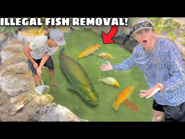 ILLEGAL FISH Invaded My POND & ATE The FISH!