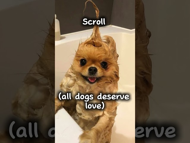 Your dog if you… #scroll #like #comment #subscribe #preppy #edit #fyp #tiktok #dog #style #cute