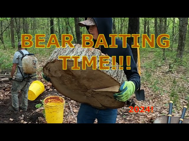 BEAR BAITING WISCONSIN 2024| STARTING  OUR FIRST BAIT