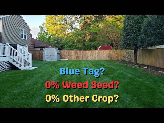 Is Blue Tag Grass Seed Worth It?  New Blue Tag Certified Grass Seed at the Big Box Store 🌱
