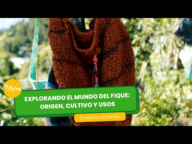 Explorando el mundo del Fique: origen, cultivo y usos - TvAgro por Juan Gonzalo Angel Restrepo