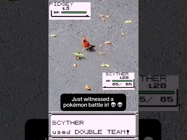 Pidgey vs Scyter in real life #shiny  #pokemon   #pokemongo