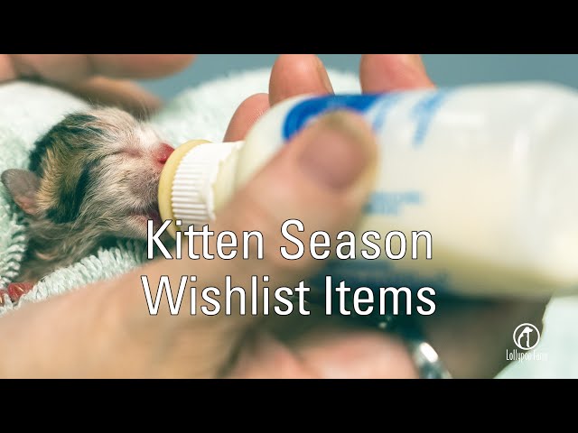 Kitten Season at Lollypop Farm