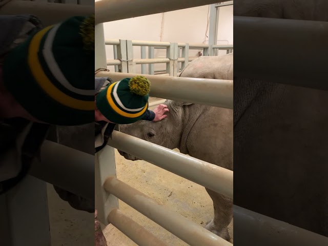 My son Brandon pets the young rhinoceros