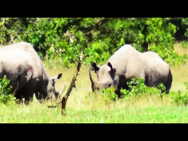 Rhino confrontation