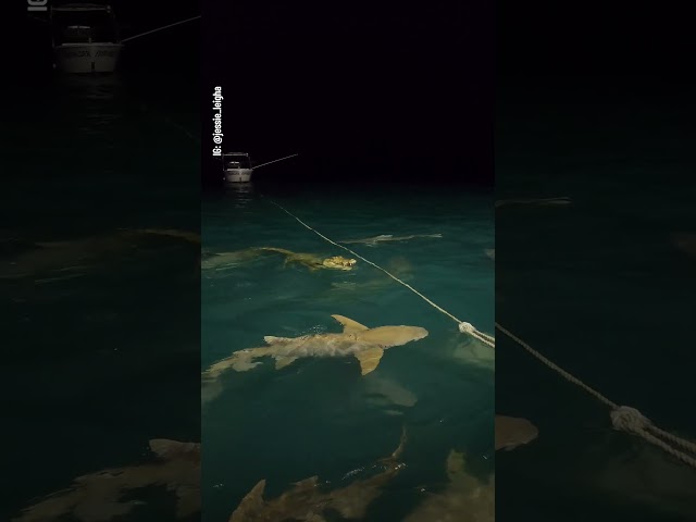 Sharks take a bite out of crocodile off the coast of Australia's Northern Territory | 10 News First