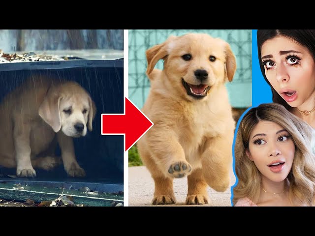 Unbelievable Homeless Animal Rescue Transformations!  🐶 w/ Azzyland
