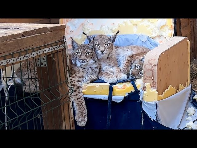 THE LYNXES DEALT WITH THE NEW SOFA / Bobcat Rufus learned to bark at the dog