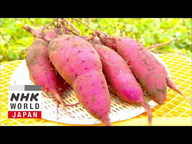 JAPAN'S DELICIOUS OBSESSION: Sweet Potato Style - Dig More Japan