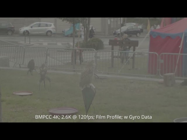 Owl Sitting - Wide - 120fps 2.6K BMPCC4K footage | 12 bit BRAW (Dolby Vision Ready)