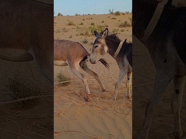 #donkey #animals #youtubeshorts #shortvideo #viral