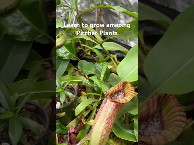 Learn to grow amazing pitcher plants at Carnivorous Plant Help! #shorts